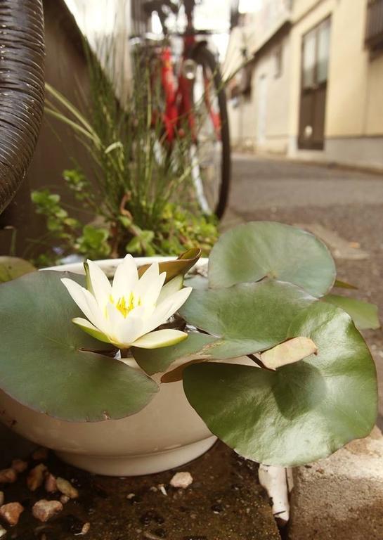 Love Kyoto Kyoenkan Quarto foto